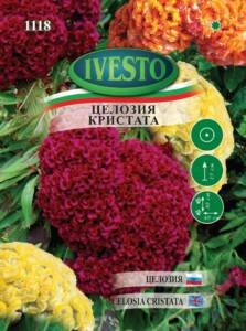 Семена Целозия Кристата