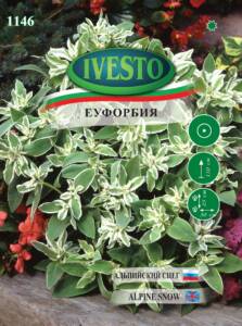 Семена Еуфорбия