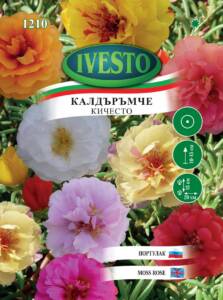 Семена Калдъръмче Кичесто