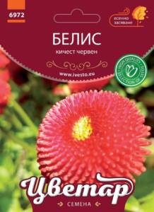 Семена Белис Кичест Червен