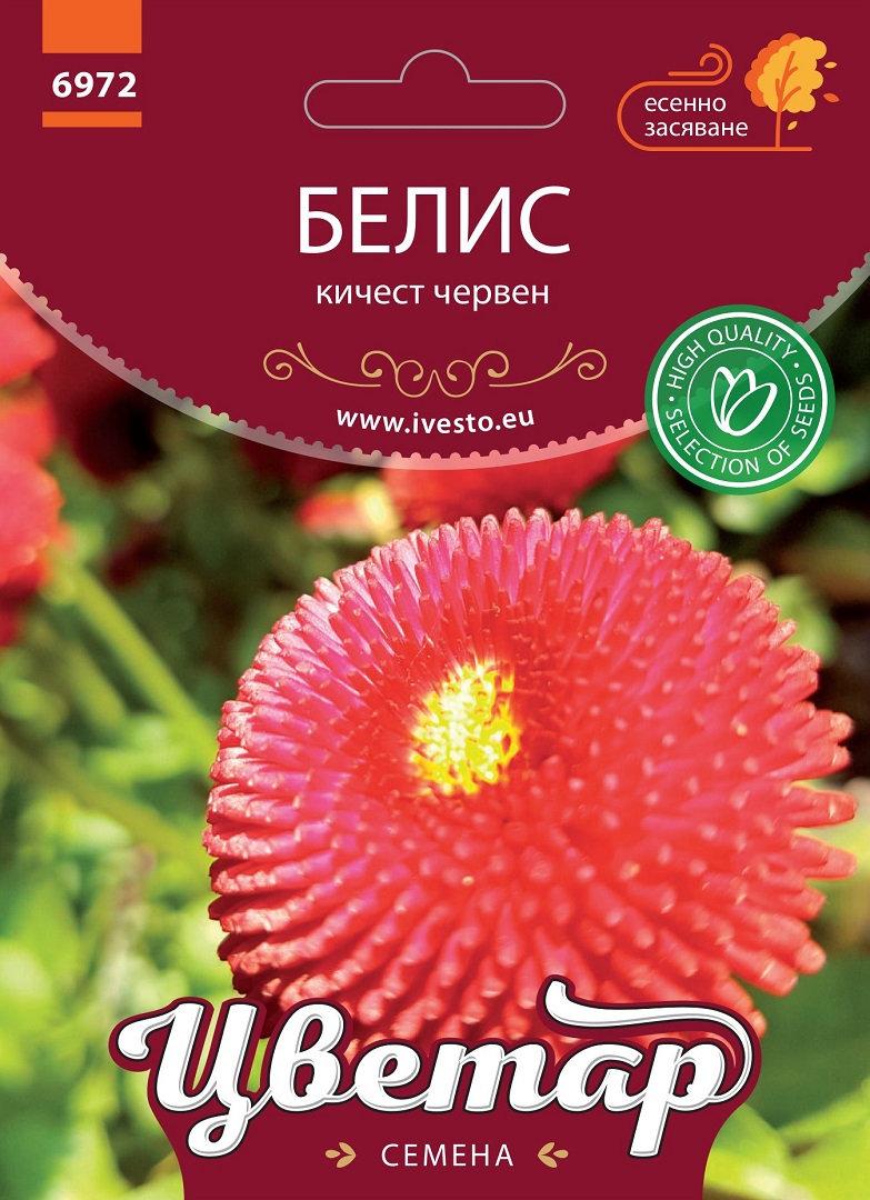 Семена Белис Кичест Червен Семена Белис Кичест Червен