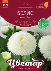 Семена Белис Кичест Бял