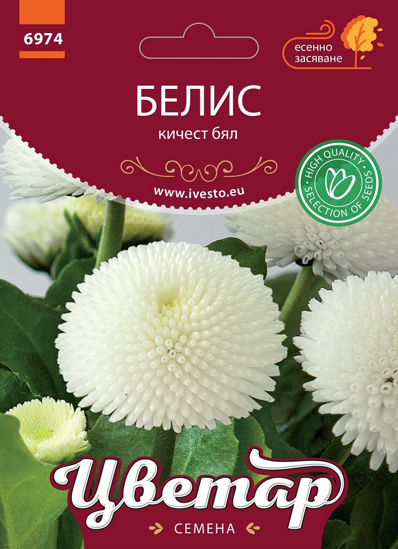 Семена Белис Кичест Бял Семена Белис Кичест Бял
