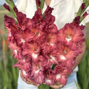 Gladiol_Tiramisu