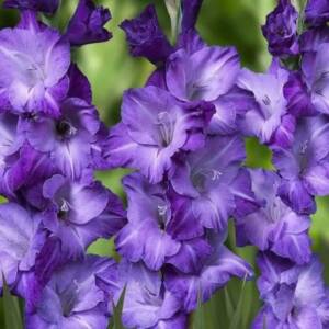 gladiolus-blue