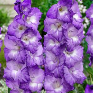 gladiolus-nori