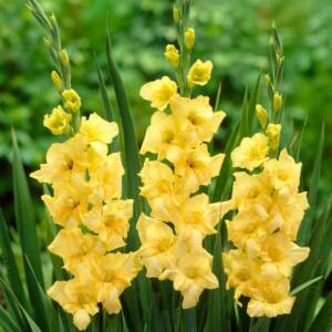 gladiolus-yellow