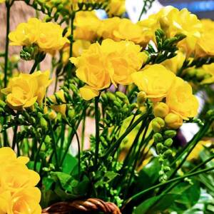 Freesia donble yellow