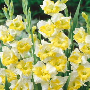 Gladiolus Buggy