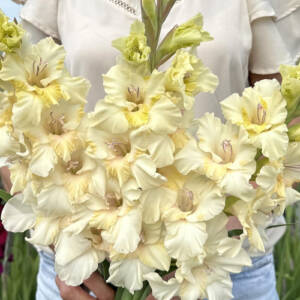 Gladiolus Dreamy Creamy