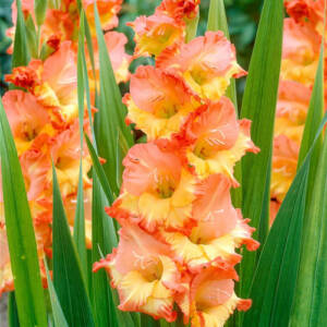 Gladiolus Margareth Rose