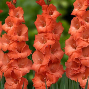Gladiolus Orange