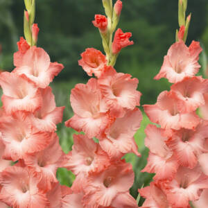 Gladiolus Salmon