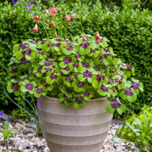 Oxalis Iron Cross