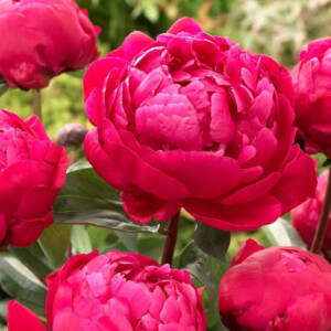 Paeonia red Sarah Bernhardt
