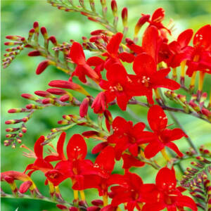 crocosmia_1