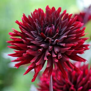 dahlia cactus dark red