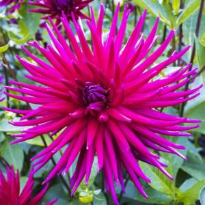 dahlia cactus purple