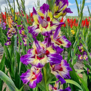 gladiolus Circus Color