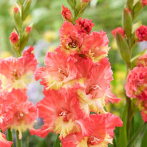 gladiolus Mango Muse