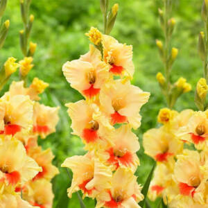 gladiolus Maxial