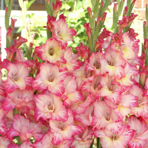 gladiolus Priscilla