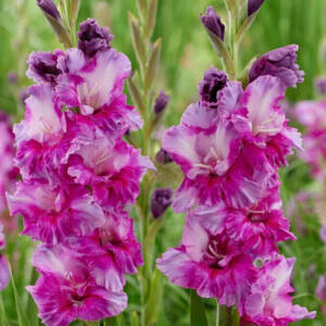 gladiolus Purpul Art