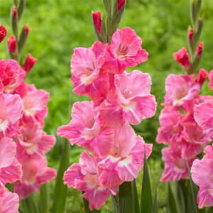 gladiolus pink