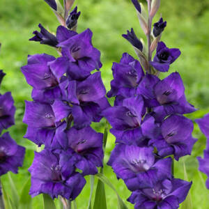 gladiolus purpul