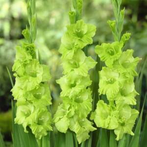 gladiolus_greenstar
