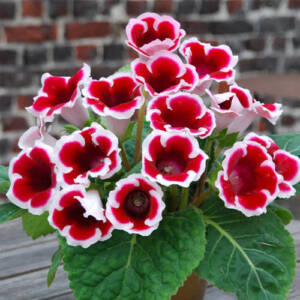 gloxinia Kaiser Friedrich