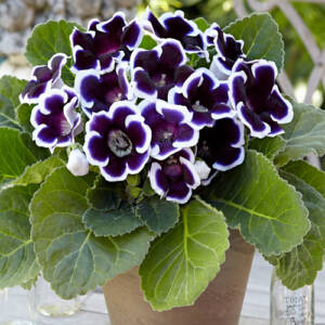 gloxinia Kaiser Wilhelm