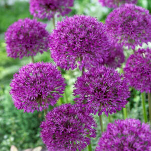 ALLIUM PURPLE SENSATION