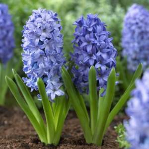 BLUE STAR