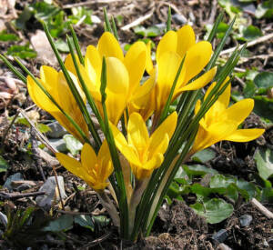 CROCUS YELLOW