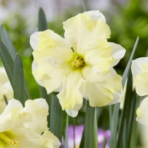 Narcissus_Cassata_12-14cm_0000216__81660
