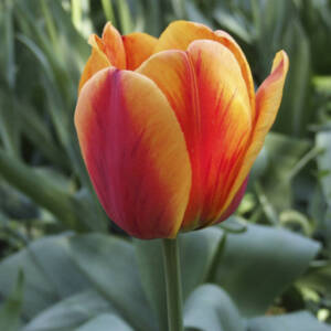 TULIP APELDOORN ELITE