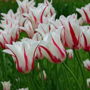 TULIPS MERILYN