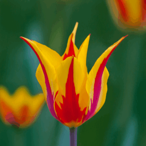Tulip-Firework-1