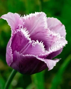 Tulip_20_Cummins__202-topaz