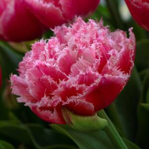 Tulips at RoozenGaarde WA