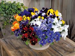 Viola_Inspire_Plus_Maxi_Mix_2_TIF_web