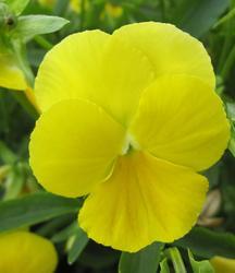 viola_coronation_gold (1)