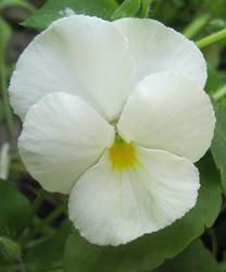 viola_firnenschnee