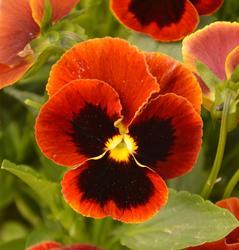 viola_flamme